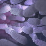 Enterobacteriaceae Bacteria Family