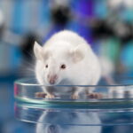 Mouse in laboratory