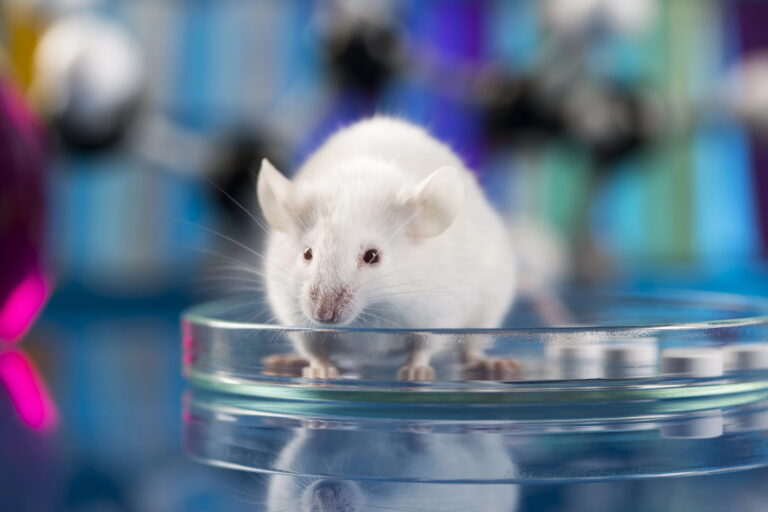 Mouse in laboratory
