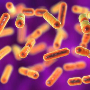 Bacteria Bacteroides fragilis