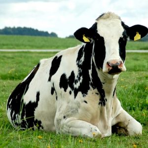 Cow resting in field