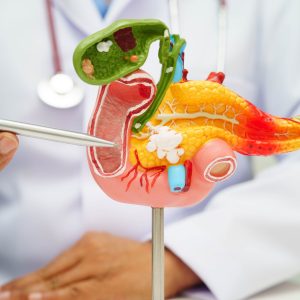 Doctor with pancreas, gallbladder and bile duct human anatomy model
