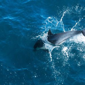 Dolphin jumping into water
