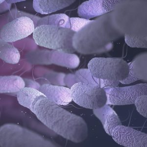 Enterobacteriaceae Bacteria Family
