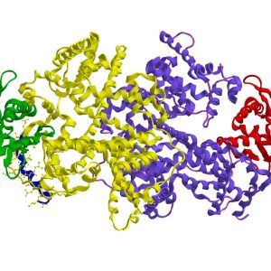 Molecular structure of human serum albumin