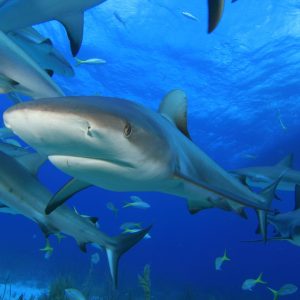 Sharks swimming in ocean