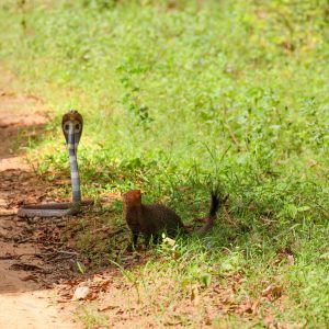 Snake attacking mongoose