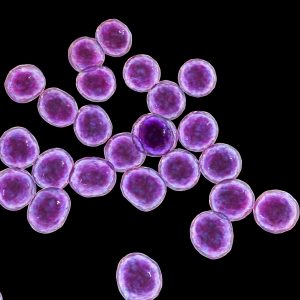 Staphylococcus aureus