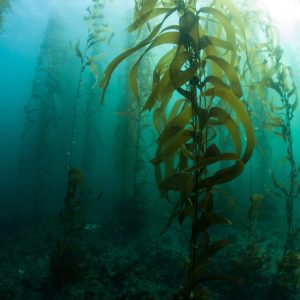 Underwater kelp forest