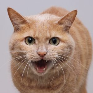 cat with rabies