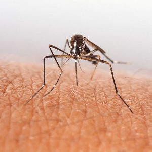 close-up-of-mosquito-biting-human-skin