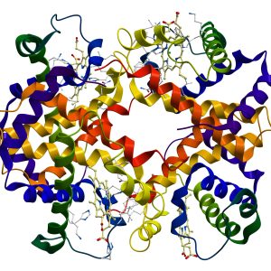hemoglobin molecule on white background