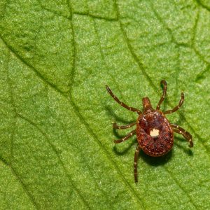 lone star tick on leaf