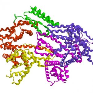 molecular structure of bovine serum albumin