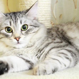 portrait of adult female cat reclining